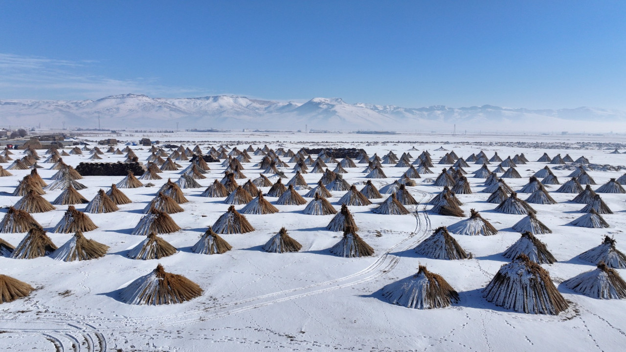 Eksi 20 derecede hasat yapıyorlar: Tam 4 ay sürüyor