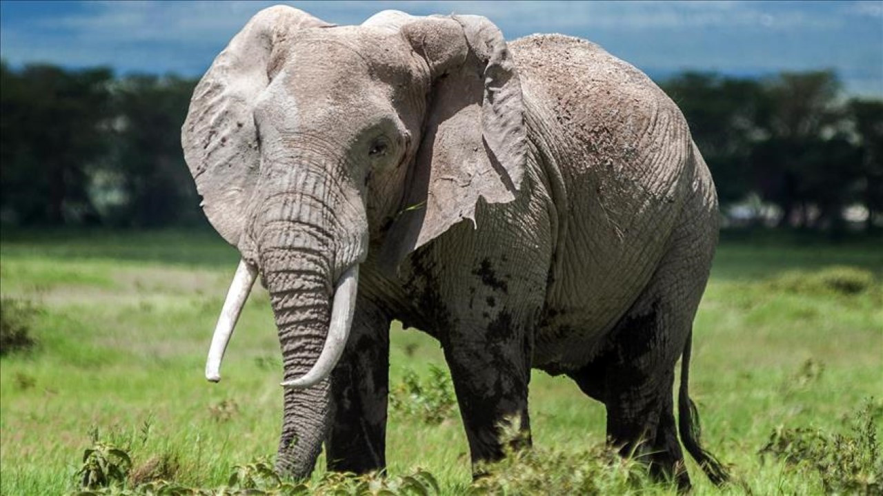 Fil dehşet saçtı: 17 ölü