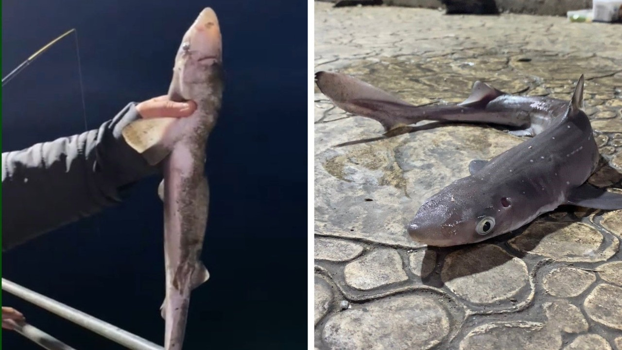 Giresun'da oltayı atan köpek balığı yakalıyor