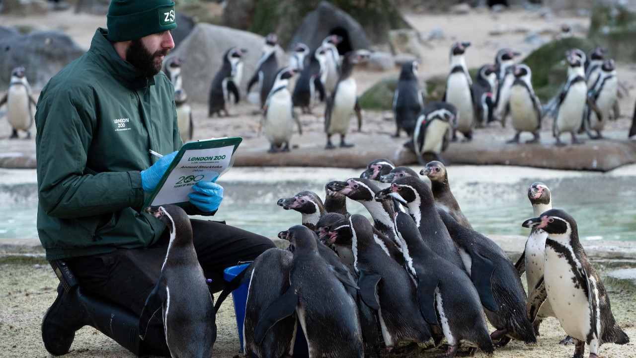 Londra’da hayvanlar tek tek sayıldı