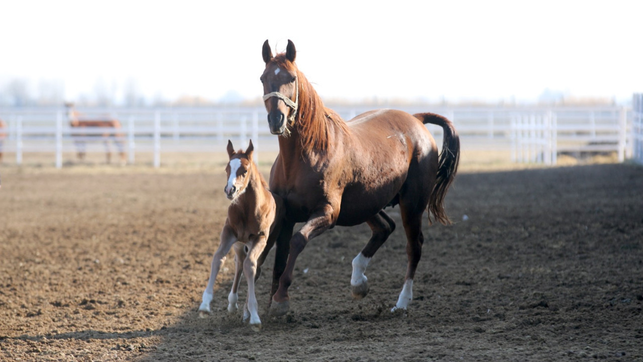 Taylar annelerine yetişti: Bu yılın şampiyonu aranıyor