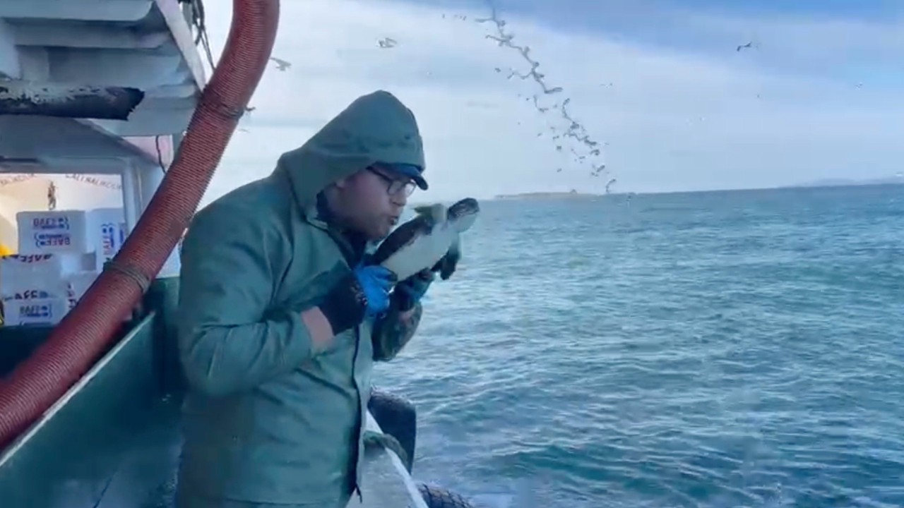 Bu kez oltaya caretta caretta takıldı