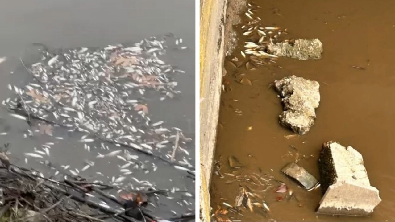 Yeşilırmak'ta balık ölümleri