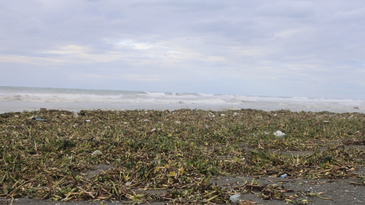 Asi Nehri’nden Akdeniz’e sürüklendi: Sahili yeşile bürüdü