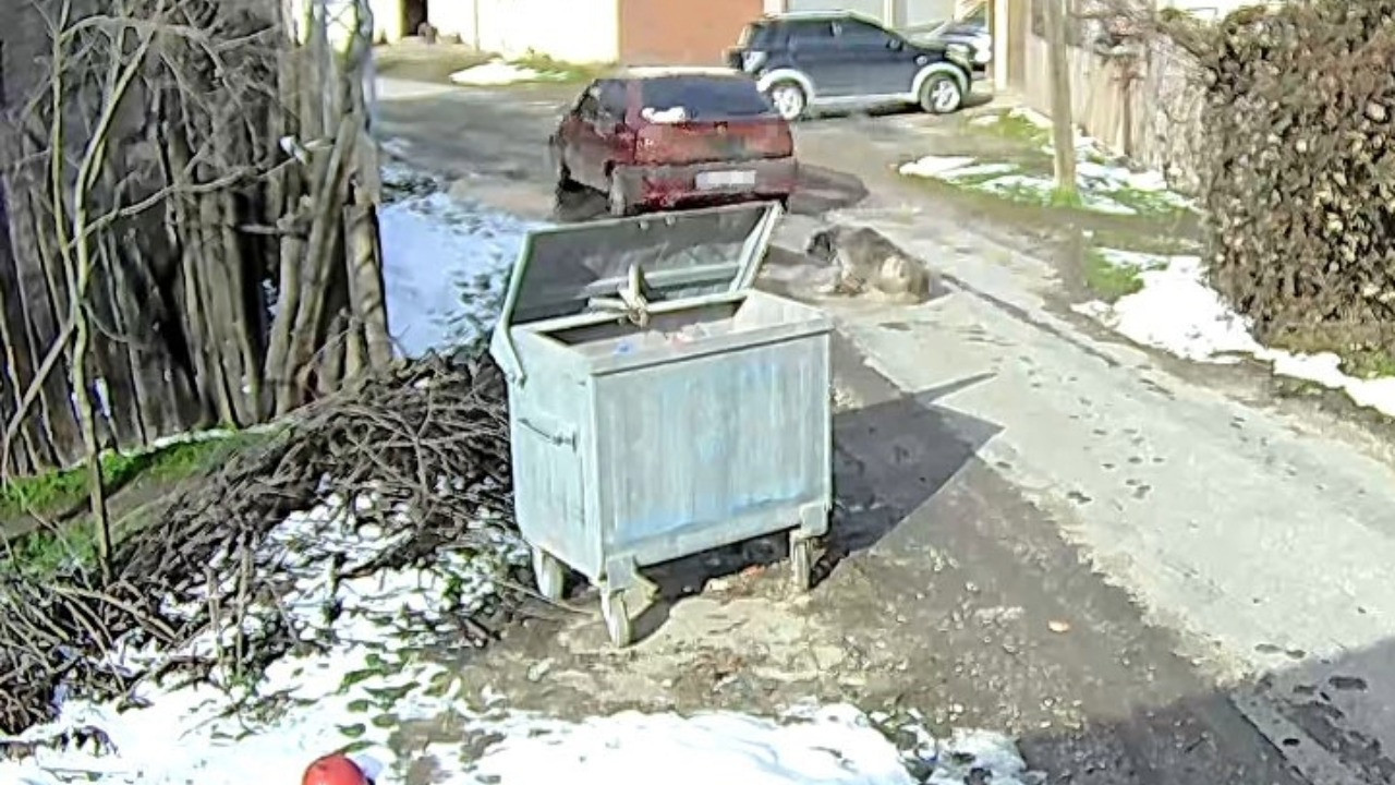 Köpeği ezmişti, yakalandı