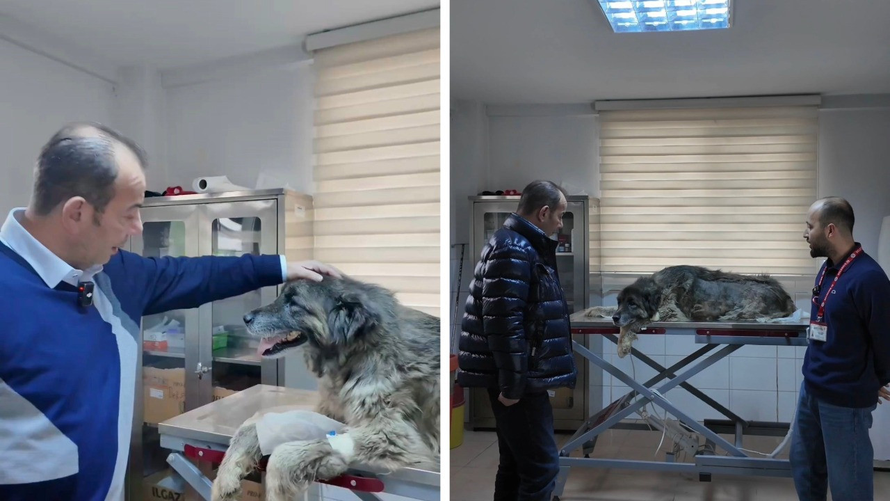 Ezilen köpeğin bedeninden 400 saçma çıktı