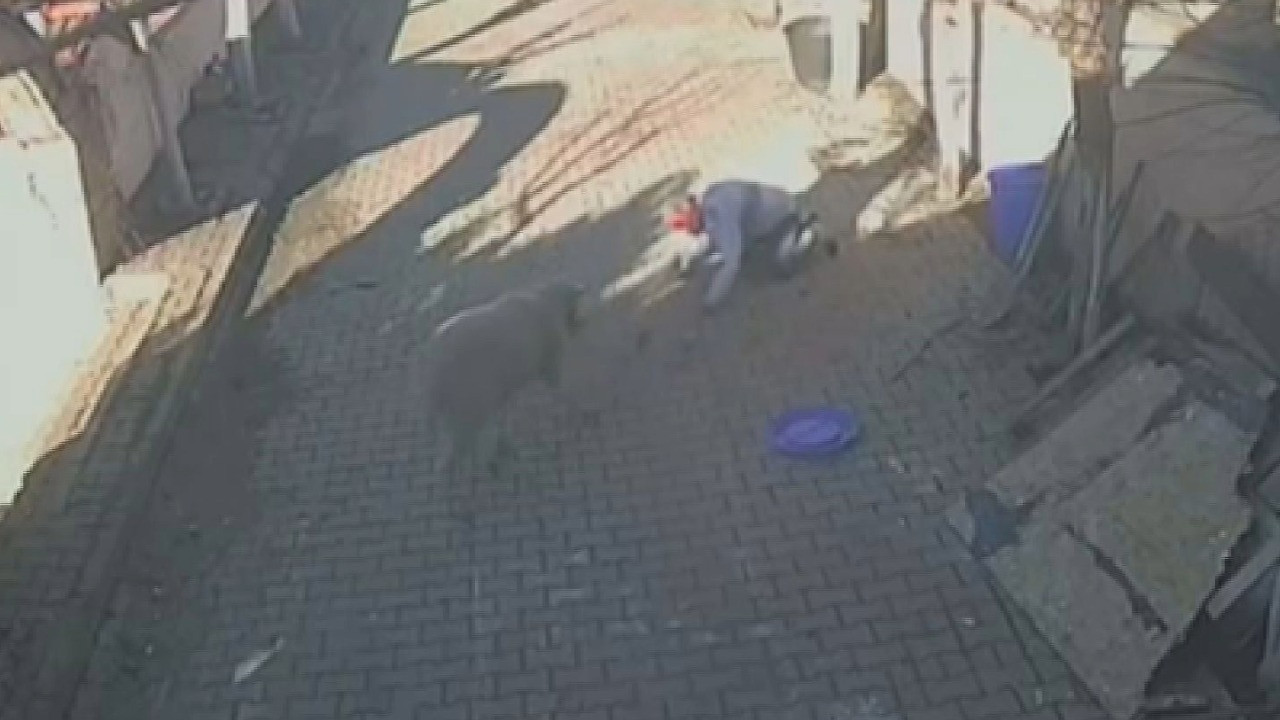 Öfkeli koç sahibini hastanelik etti