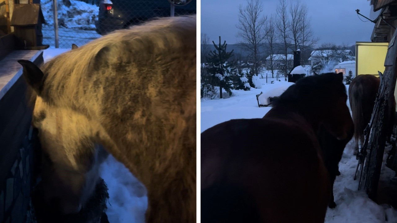 Yılkı atları kapısına dayandı