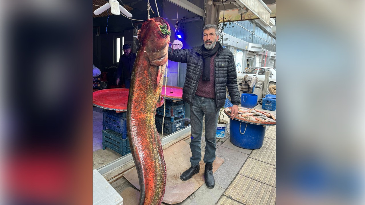 Ankara'daki gölde yakalandı: 2 metre uzunluğunda 85 kilo ağırlığında