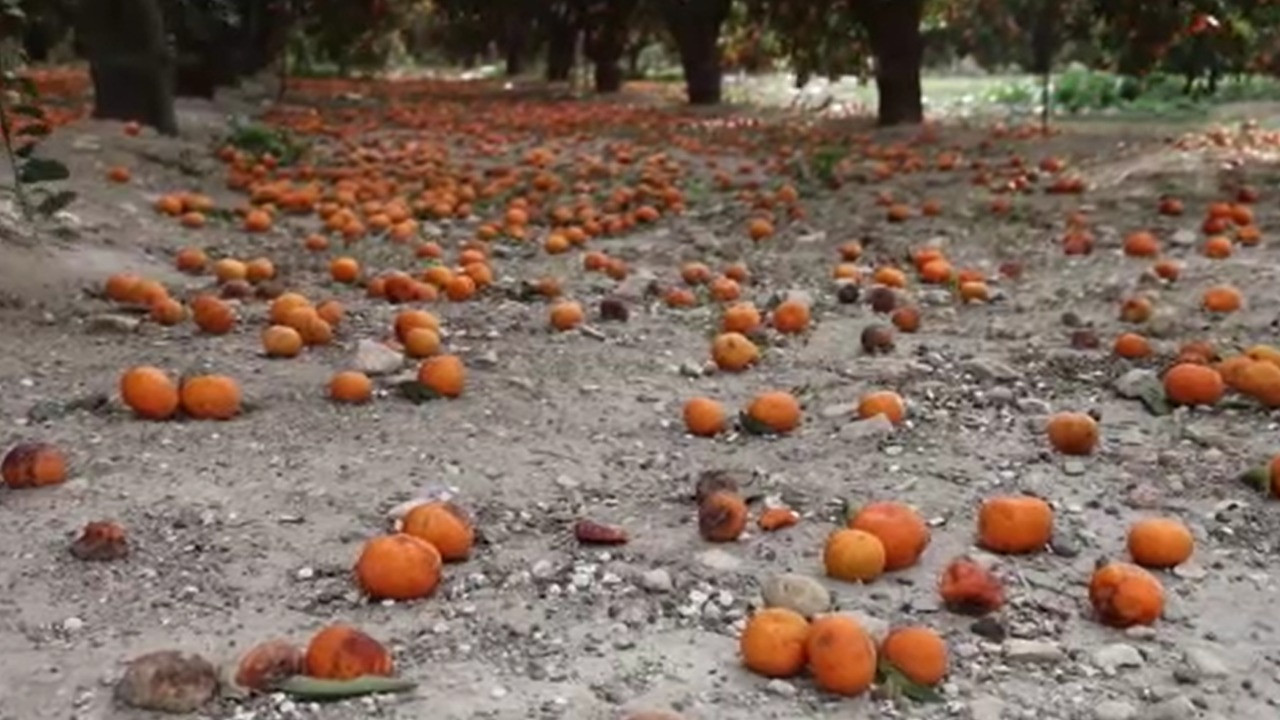 Bedavaya bile alan yok! Toprak turuncuya döndü...
