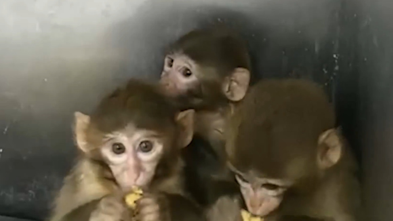 Bursa’da ele geçirilen 3 makak maymunu koruma altına alındı