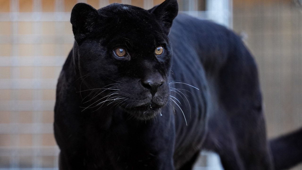 Juliet 18 yaşında yaşama veda etti