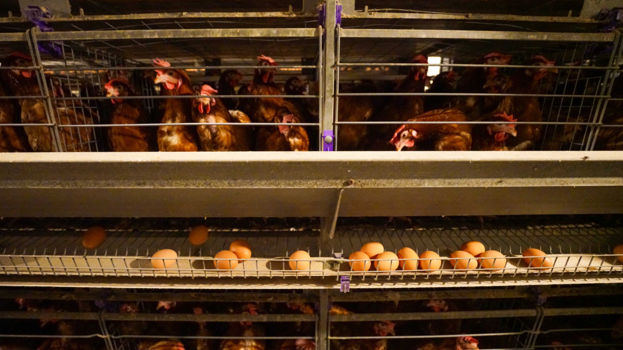 Yumurta üretiminde kafes standartları değişti