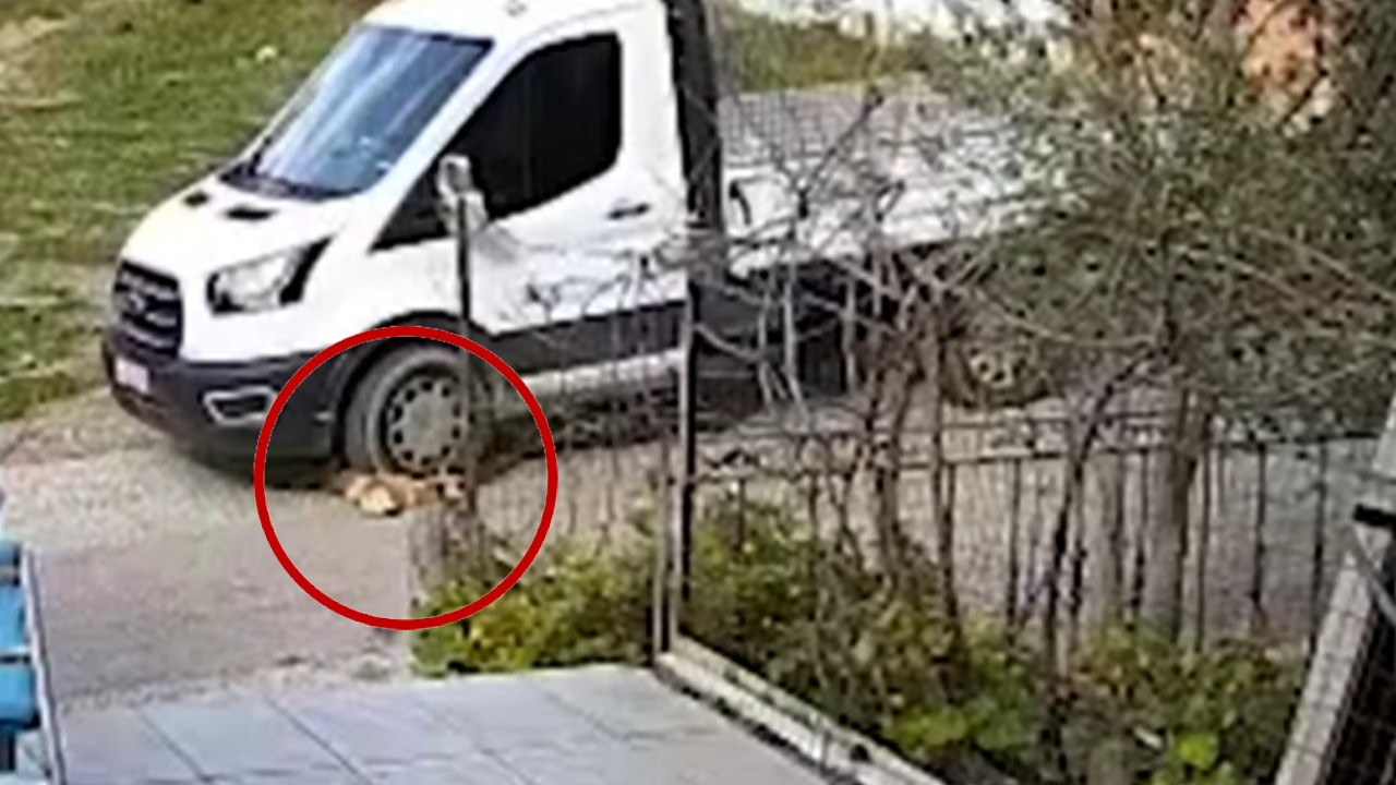 Yerde yatan köpeği ezip yoluna devam etti