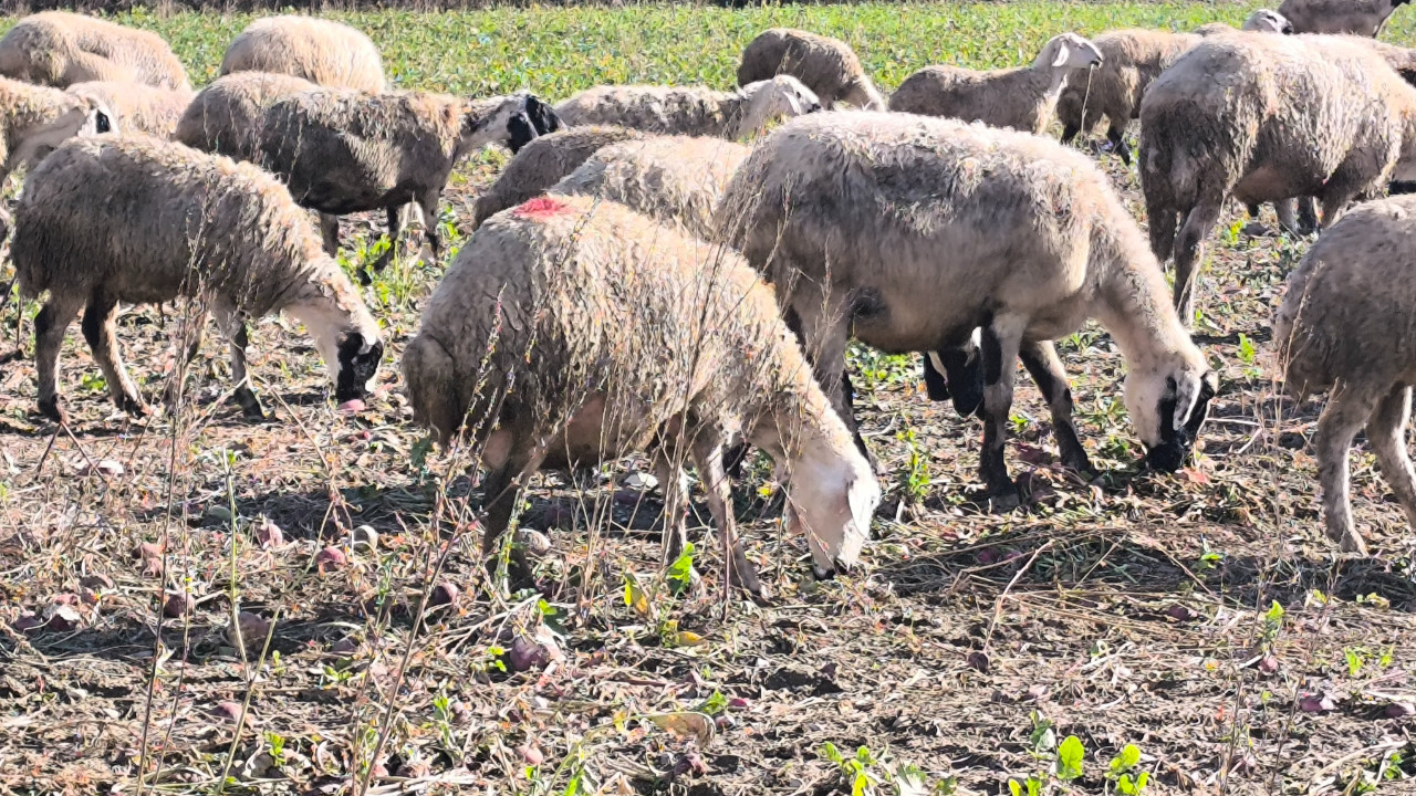 Çiftçinin emeği, parası koyunlara yem oldu
