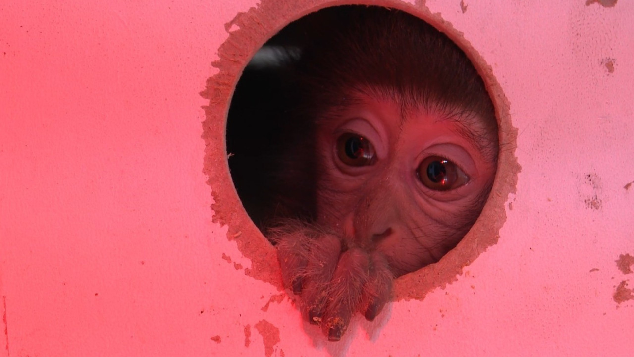 Fıstık Antalya'da ailesiyle yeni bir hayat kurdu