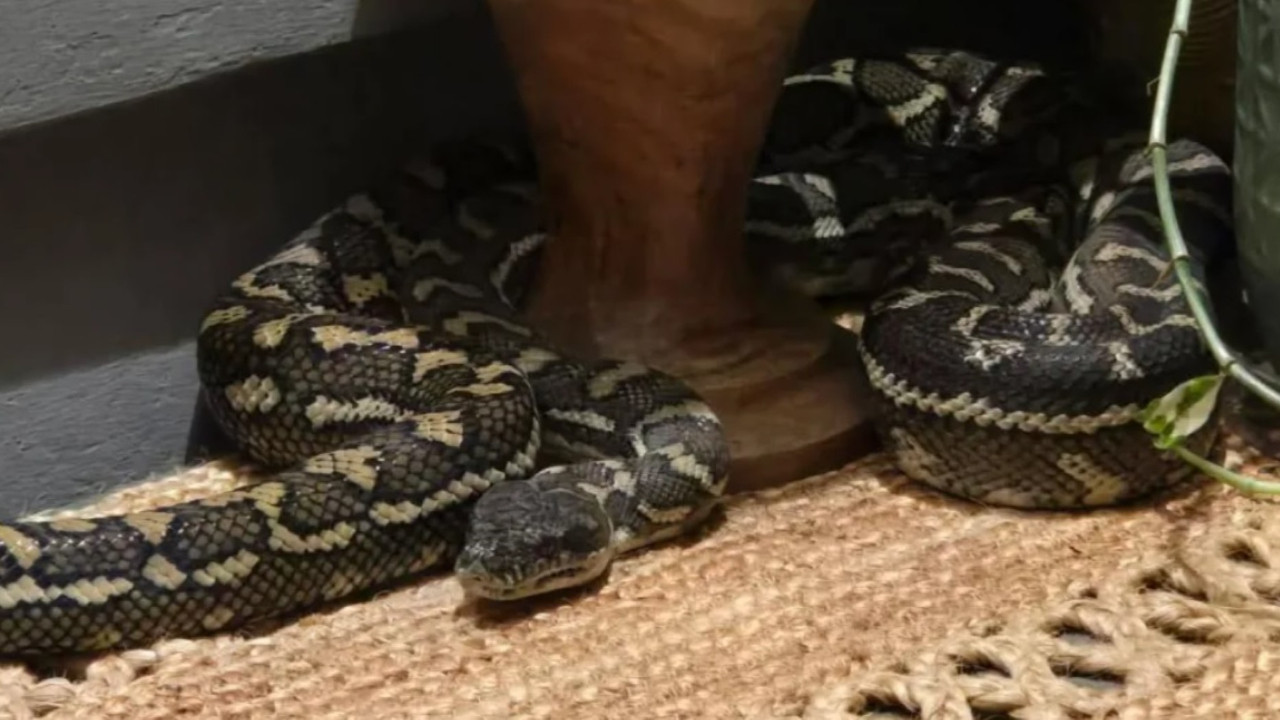 Göğsünde dev piton yılanıyla uyandı