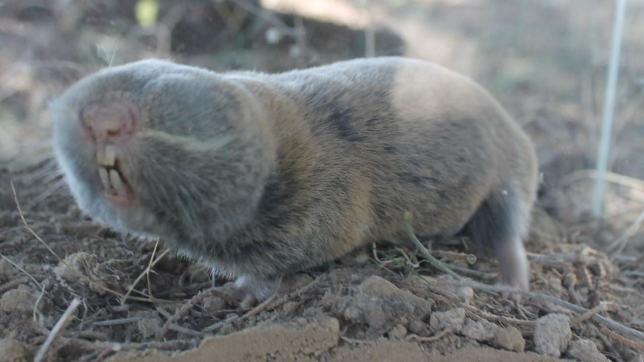 Üç yeni tür Türkiye'de bulundu! Kansere dirençli çıktılar