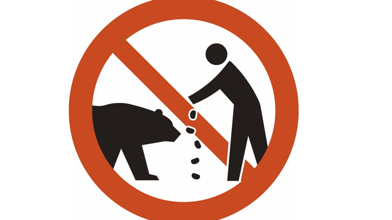 Ayı saldırılarına karşı tabela konulacak