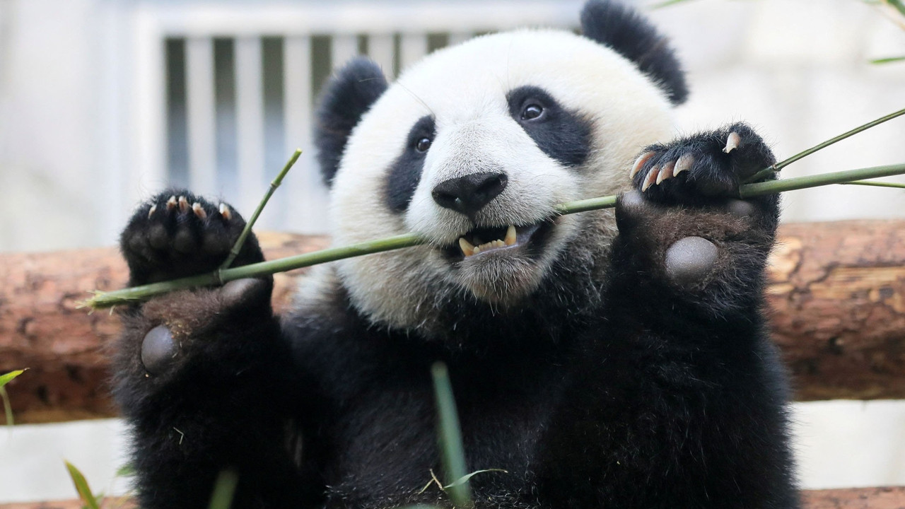 Bilim insanları inceledi: Bambu ‘süper gıda’ olabilir