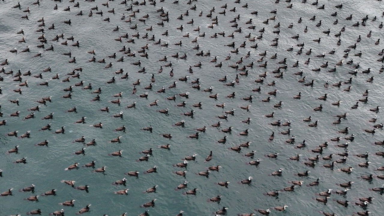 Karabataklar damatlıklarını giydi, Boğaz'a indi