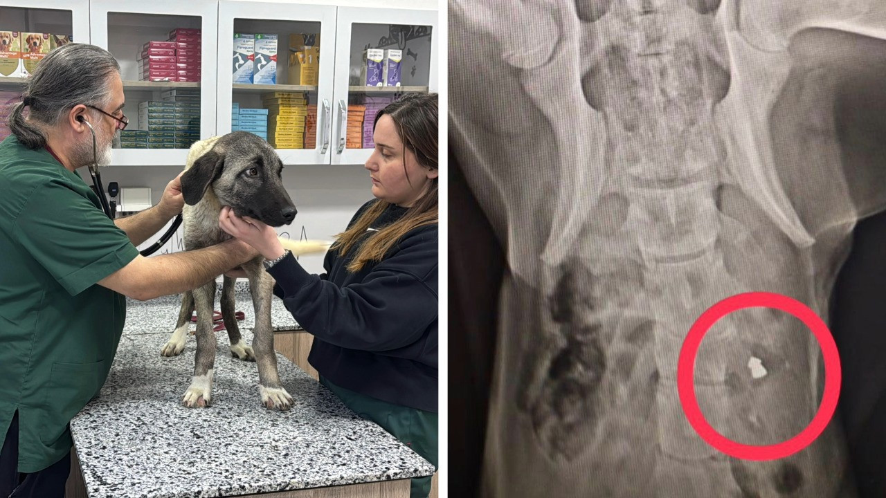Ordu’da 10 gün içerisinde 3 sokak köpeği ‘domuz kurşunu’ ile vuruldu
