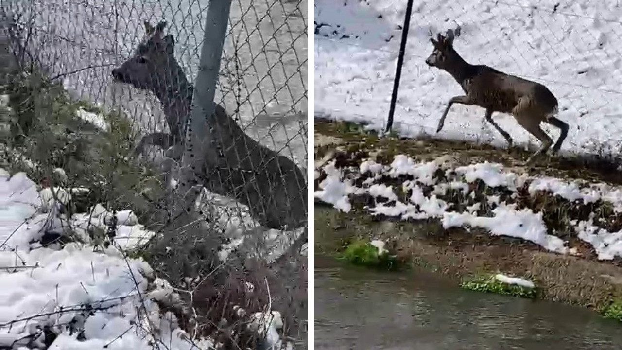 Avlanmaya gittiler, karacayı kurtardılar