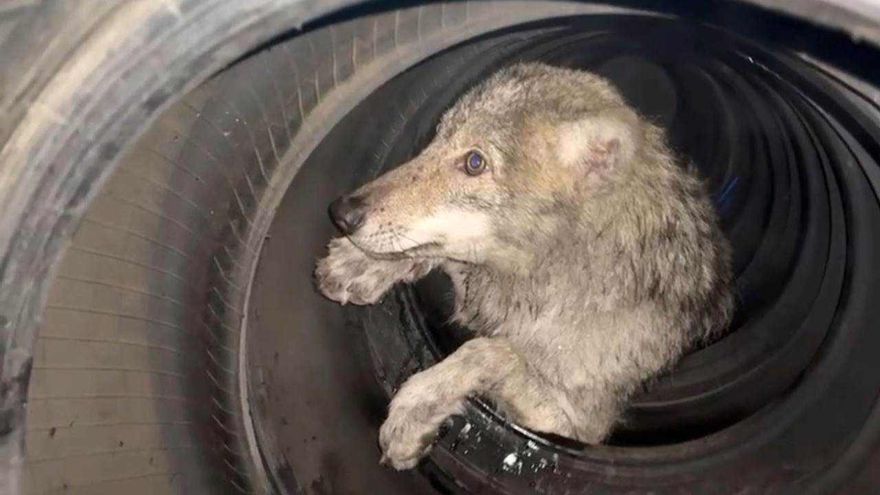 Dükkana giren kurt paniğe neden oldu