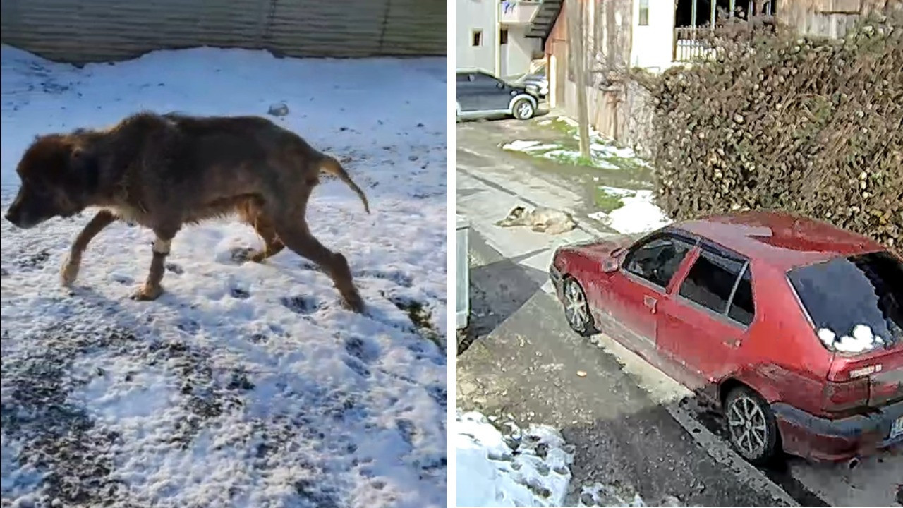 Ezildi, vuruldu ama pes etmedi: Karabaş yeniden ayağa kalktı