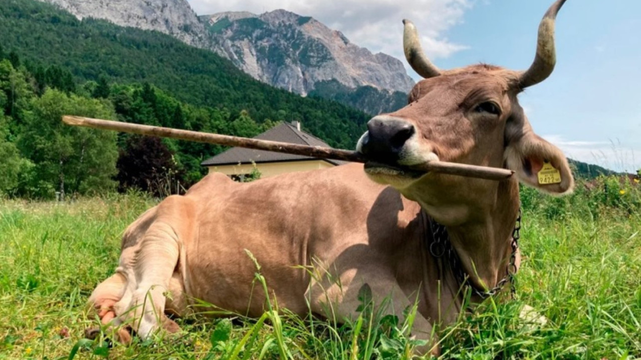 Bilim insanlarını şaşırtan görüntü: Bir inek ilk kez alet kullandı