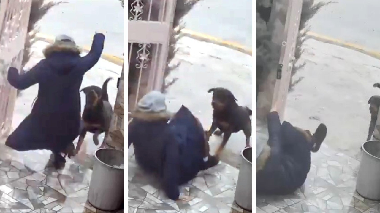 Sahipsiz köpeklerin saldırdığı kadını komşusu kurtardı