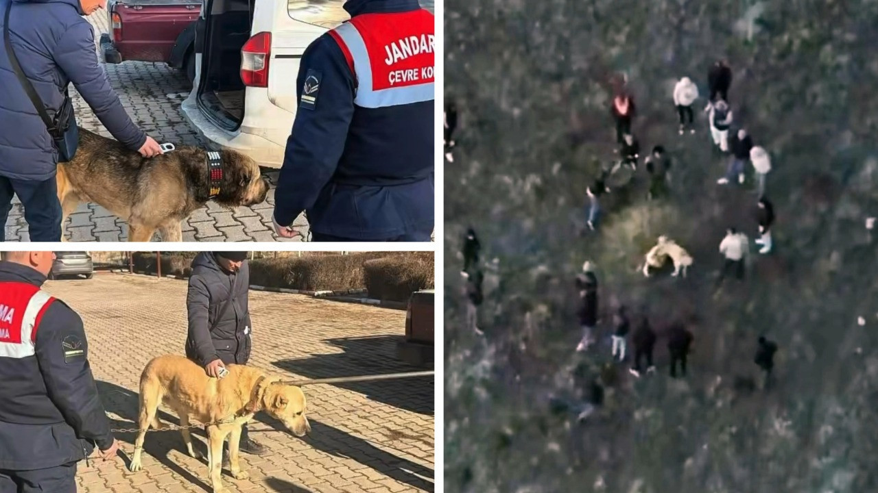 Jandarma köpek dövüşünü dronla bastı