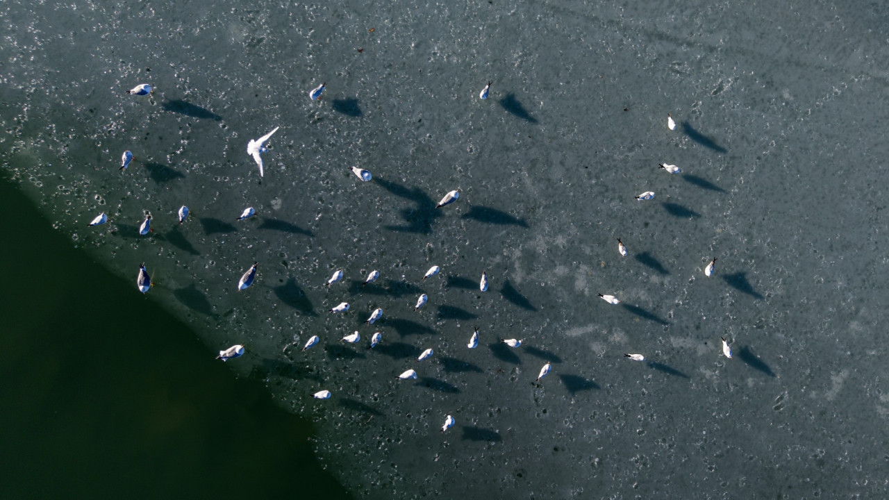 Göletler dondu: En çok kuşlar zorlandı