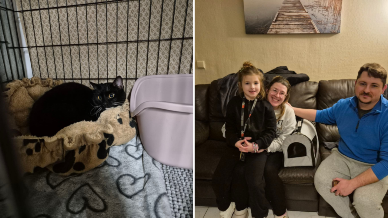 Kayıp kedi 4 ay sonra bulundu