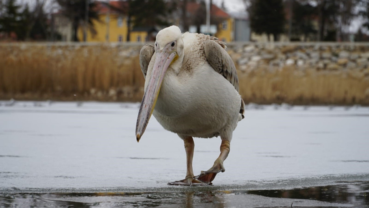 Pelikanlar ve vatandaşlar sahile akın etti