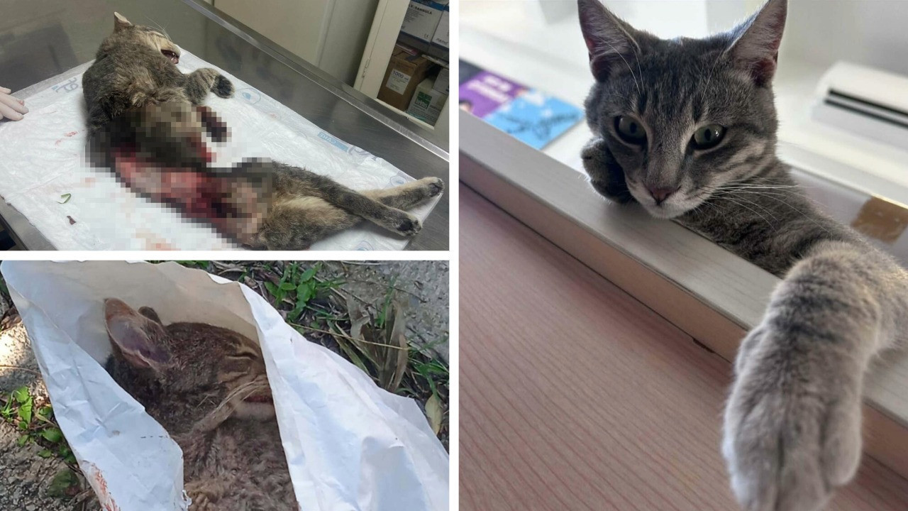 Kampüste bakılan kediye akılalmaz işkence: Derisi yüzülmüş, kuyruğu kesilmiş