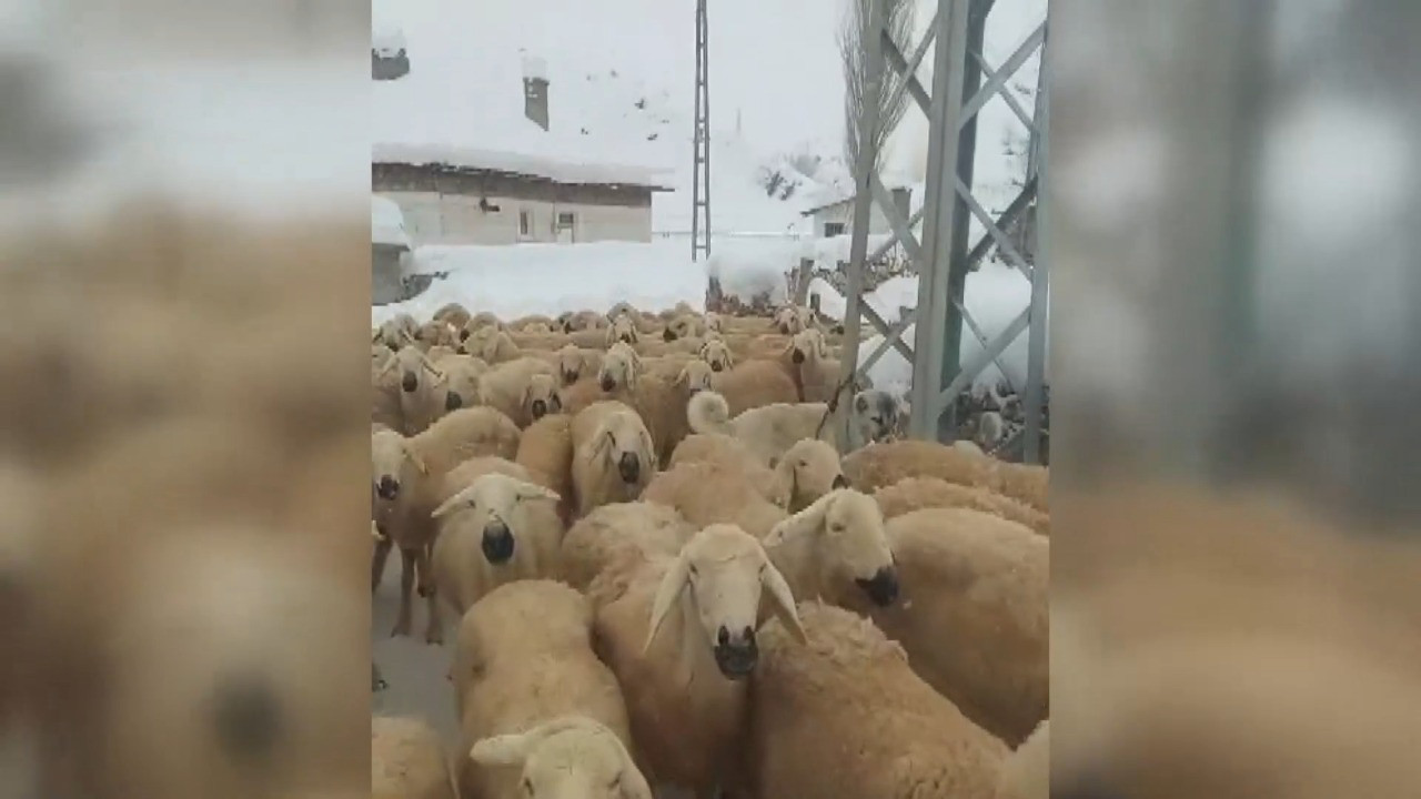 Karın ağırlığına dayanamayan çadır çöktü: 3 küçükbaş öldü