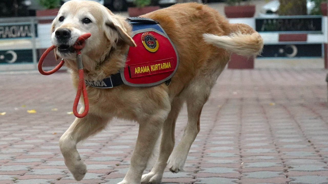 48 cana hayat patisi uzattı, emekli oldu