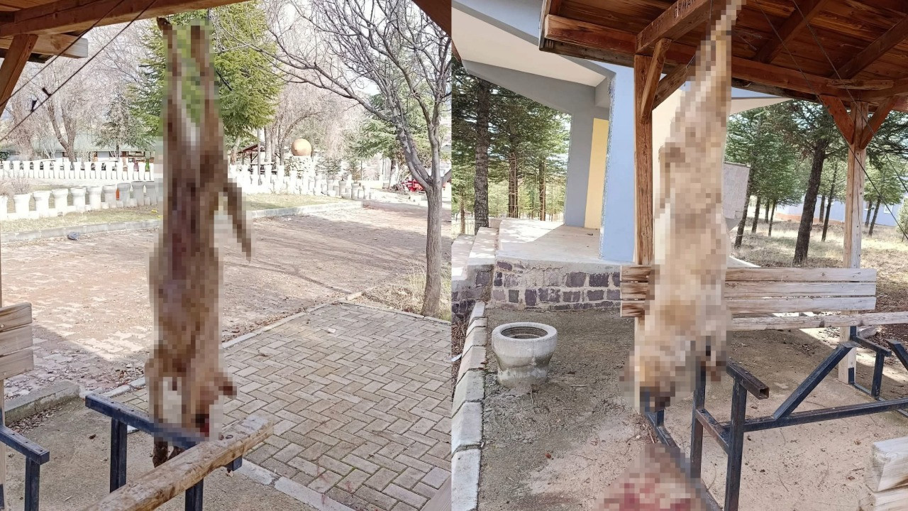 Köpeği işkence ederek öldürdüler