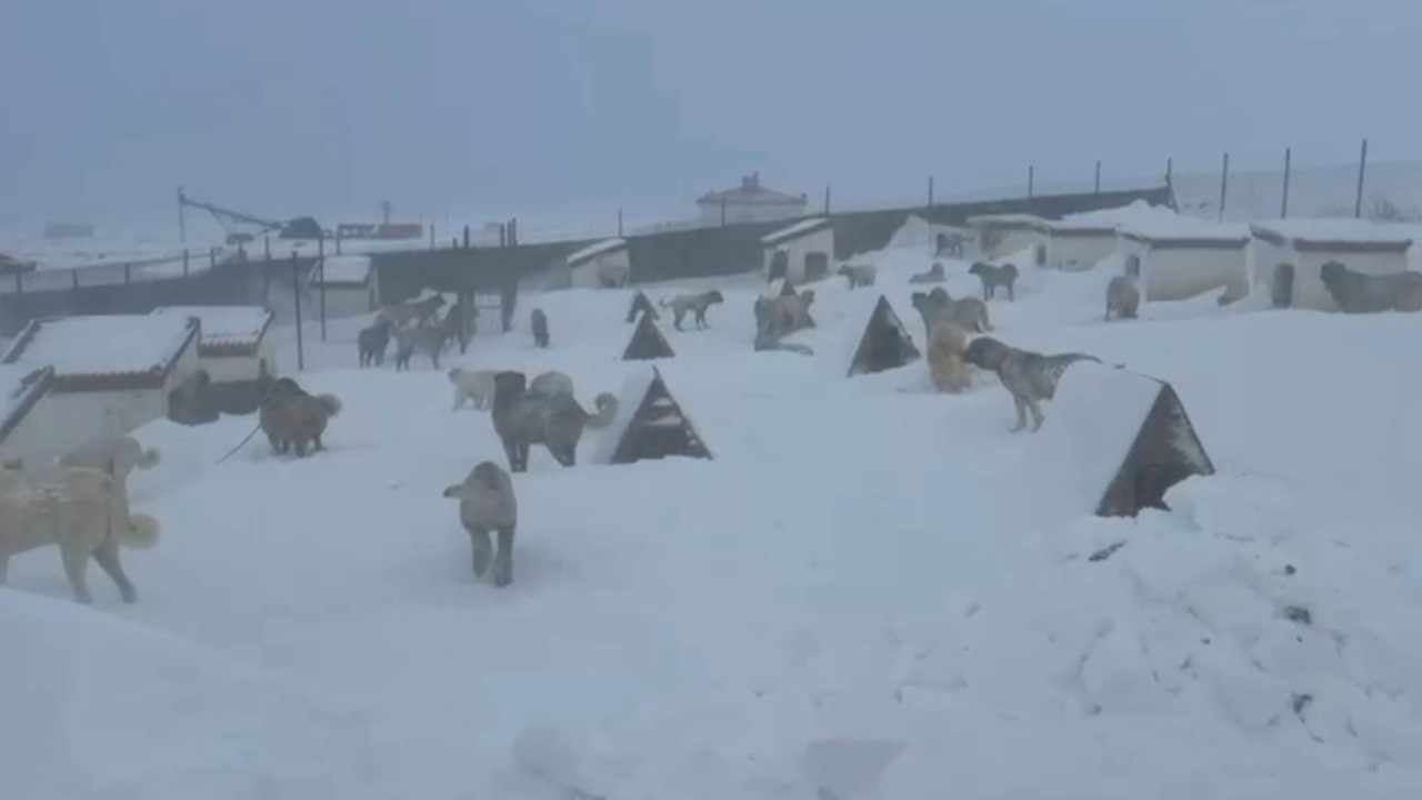 Köpeklerini beslemek için yola çıktı, gördüğü manzaraya inanamadı