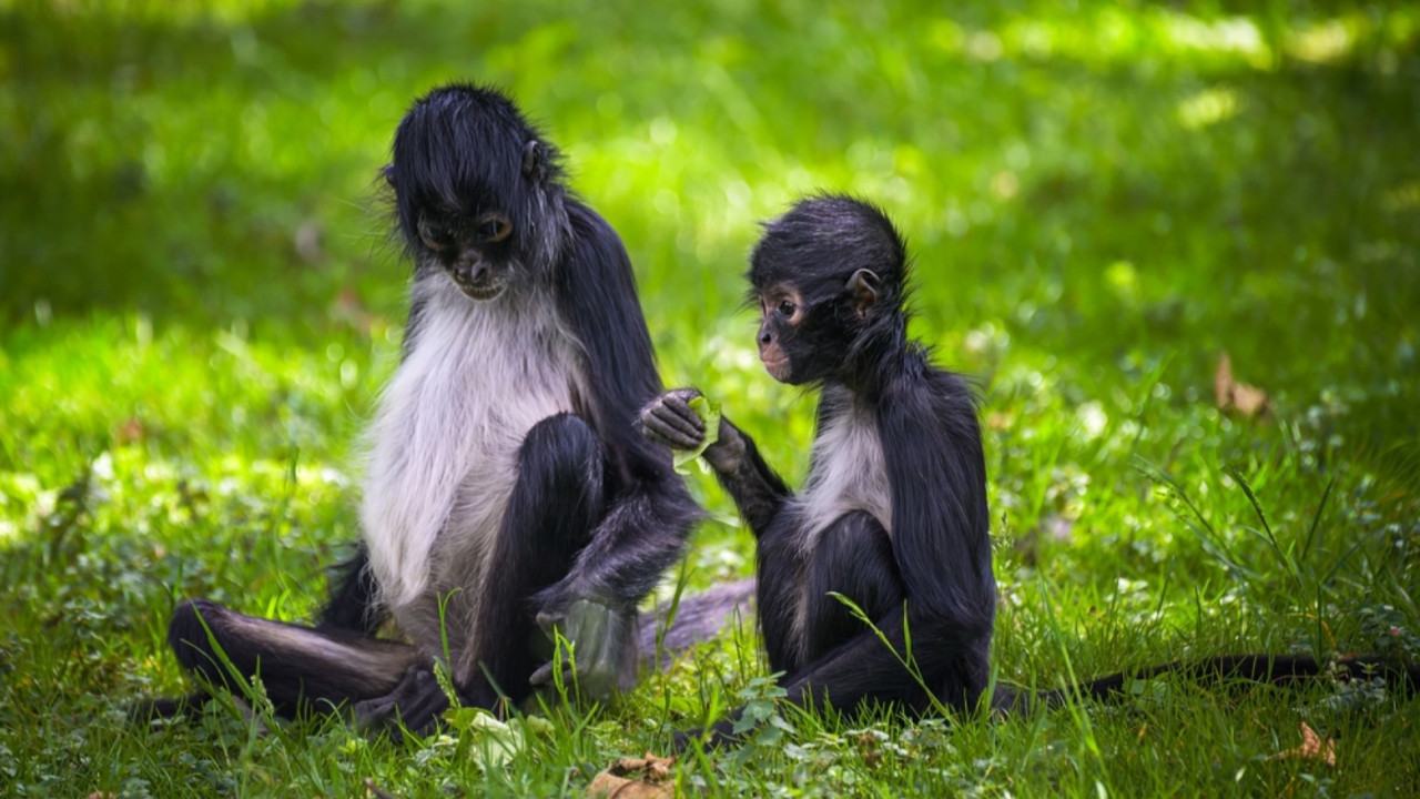 'Kolektif zekanın çarpıcı örneği': Bilgi paylaşma yöntemi bilim insanlarını şaşırttı