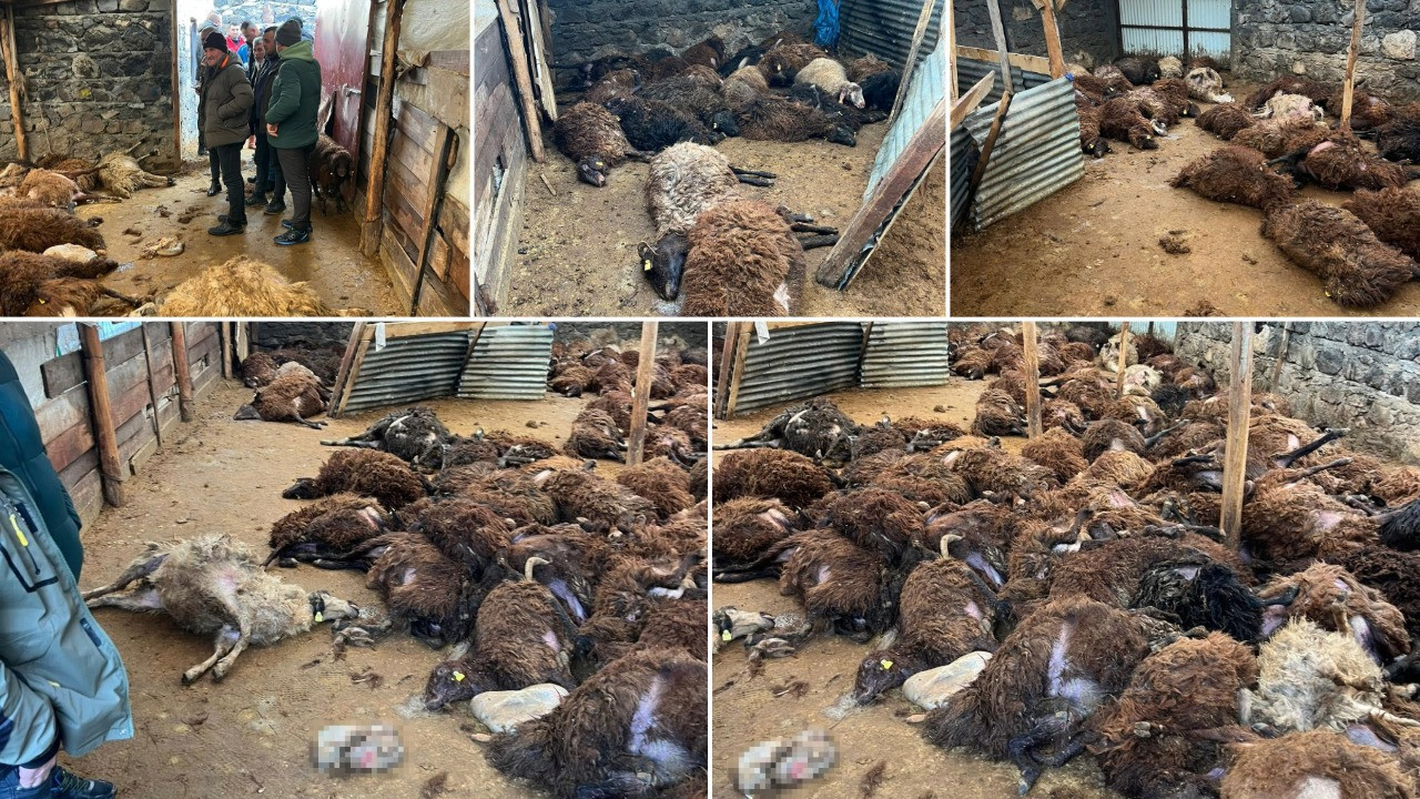 Kurt dehşeti! 130 koyunu öldürdü