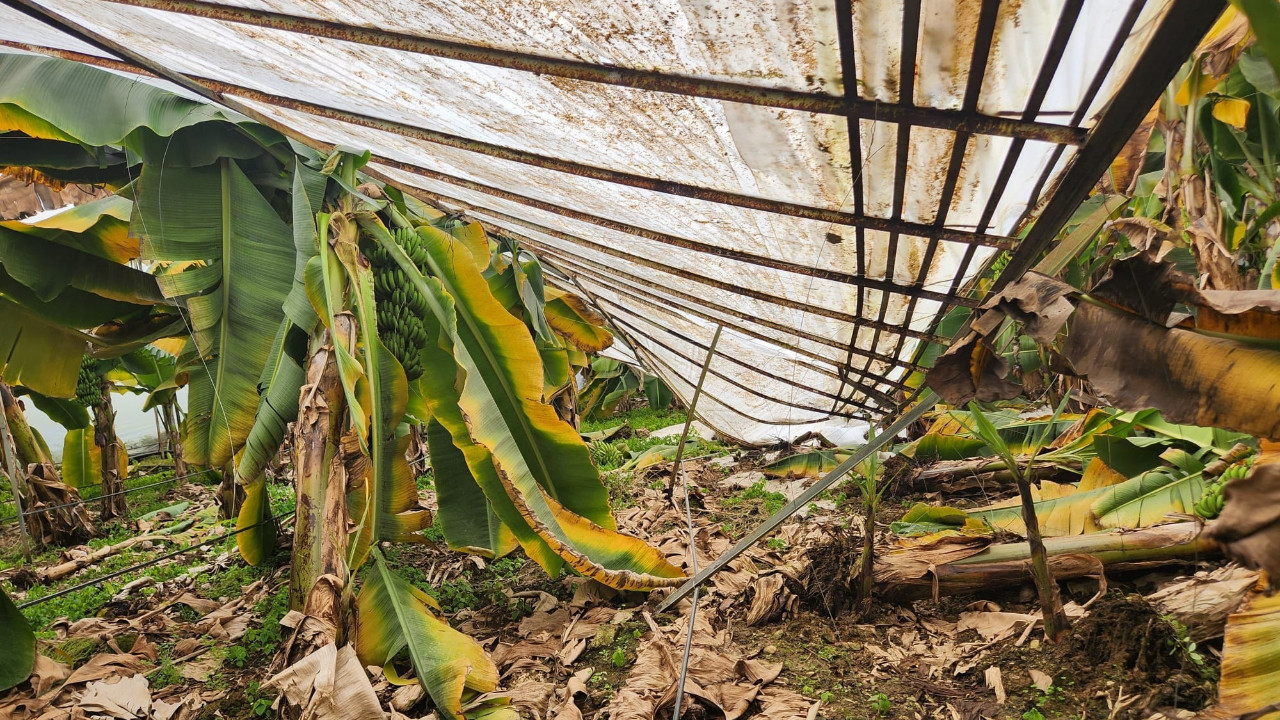 Mersin'de dolu sera çökertti, bahçelere zarar verdi