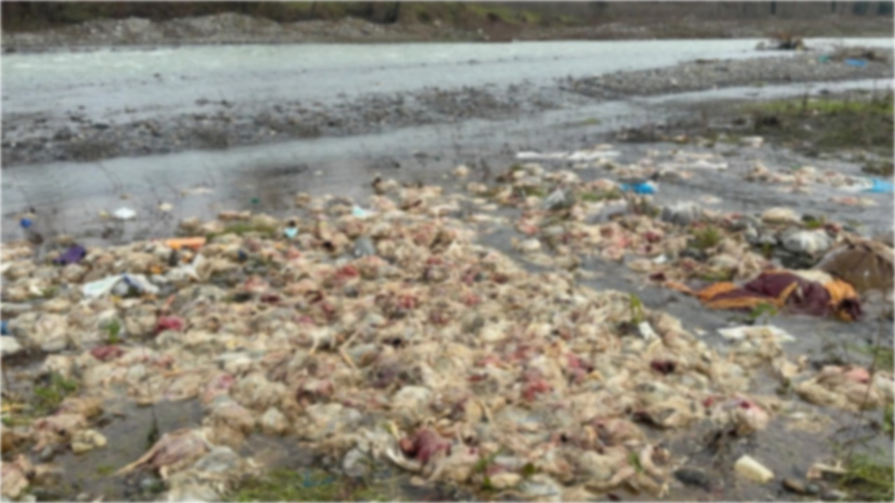 Görenler hayrete düştü: Onlarca ölü tavuk tedirgin etti