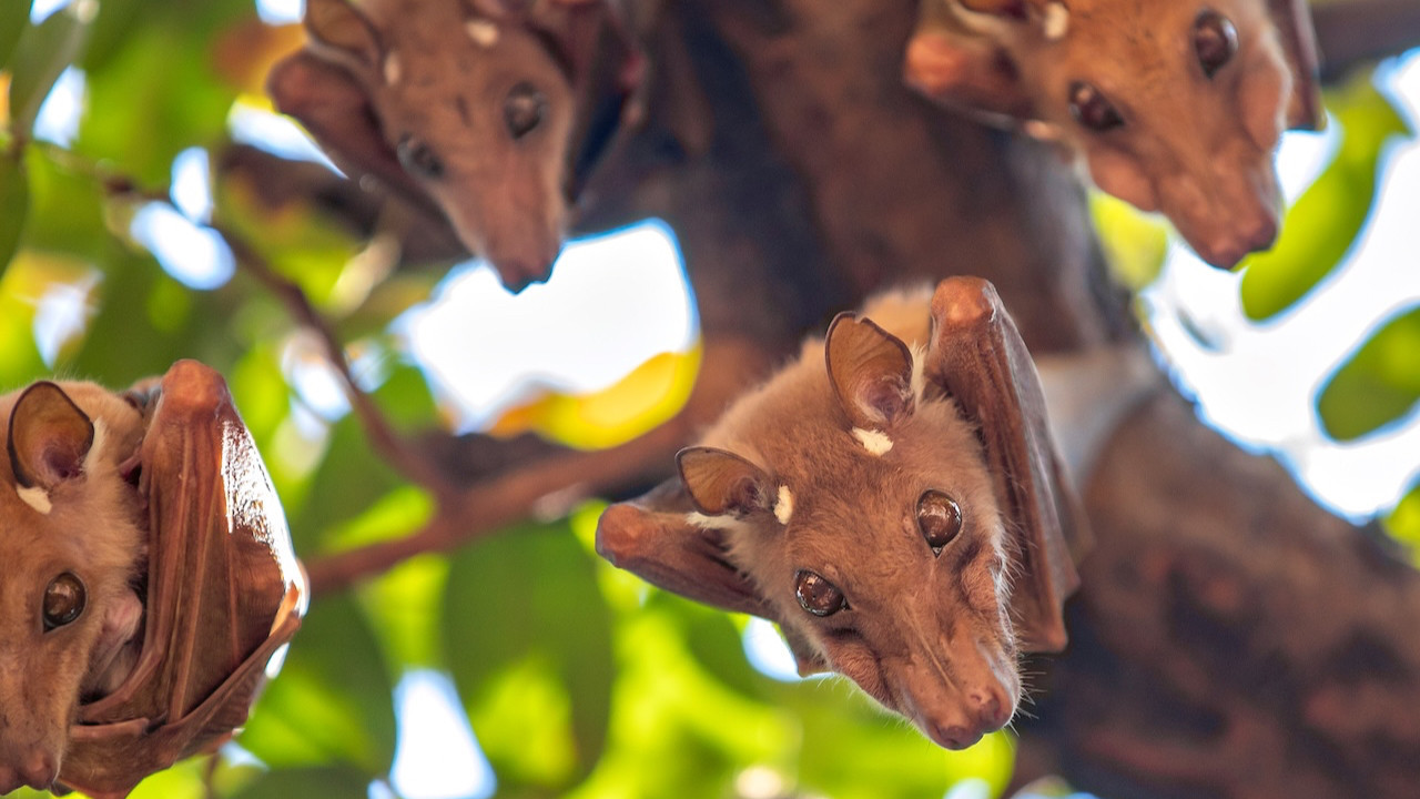 Nipah virüsü salgını: Resmi açıklama geldi