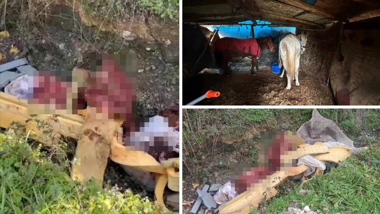 Otoyol kenarındaki kemikler jandarmayı at kasaplarına götürdü
