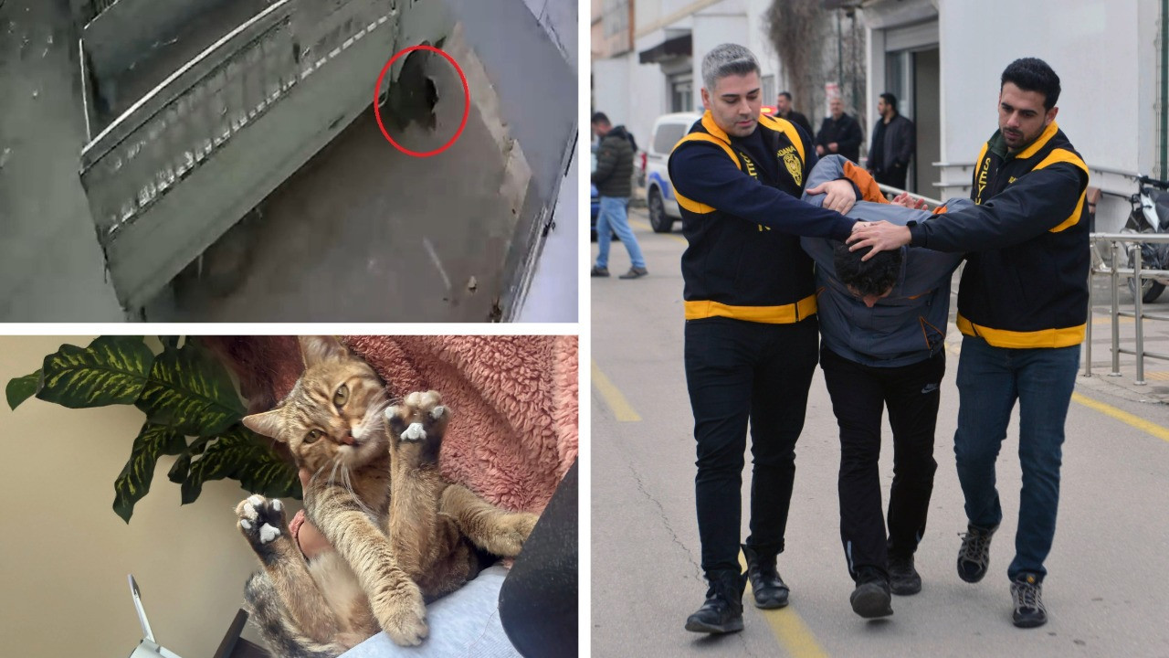 Uyuyan kediyi kamyonetiyle ezdi: Ders gibi 'ceza' aldı