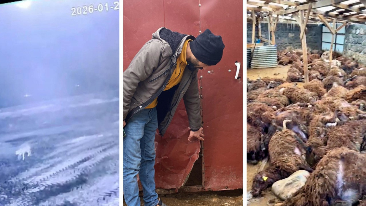 Sis çöktü, felaket geldi: Kurt bir ağılda 200 koyunu öldürdü