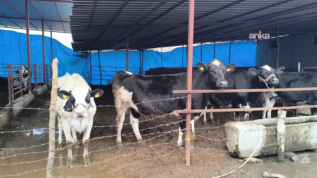 Sütün değeri kalmayınca inekleri kesime verdiler