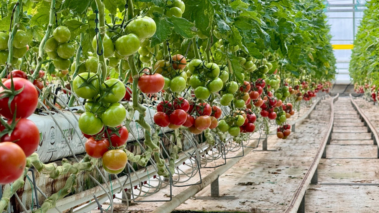 Eksi 25 derecede dört mevsim hasat yapıyor